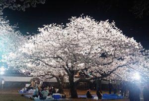 夜桜