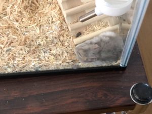 新人(しんじん)　通称名 しんちゃん